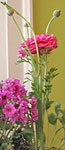 Flowers provided by Debra Gould
