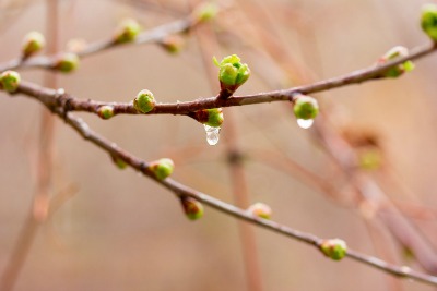 home staging blossom