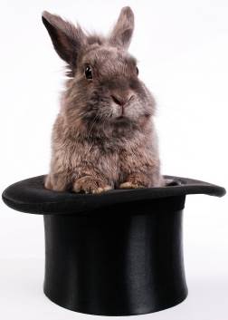 rabbit in a hat