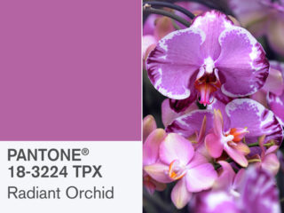 home staging color orchid