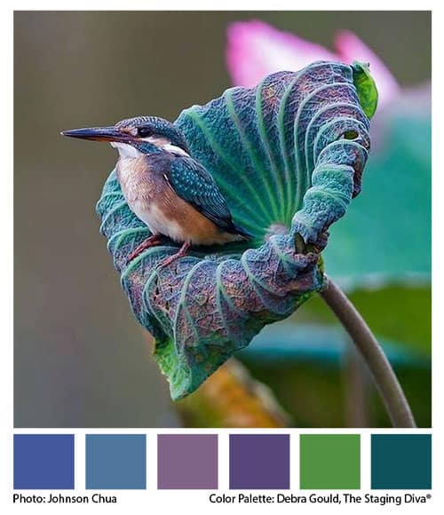 Color Palette from hummingbird